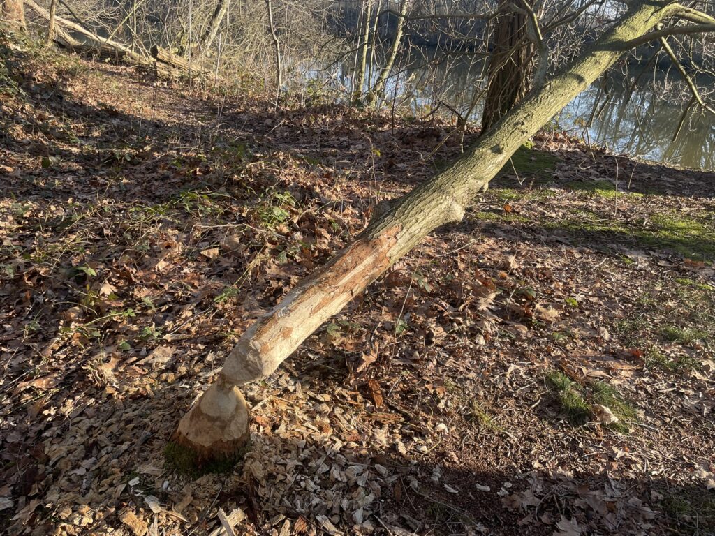 Door bever afgeknaagde boom bij het Fort van Oelegem